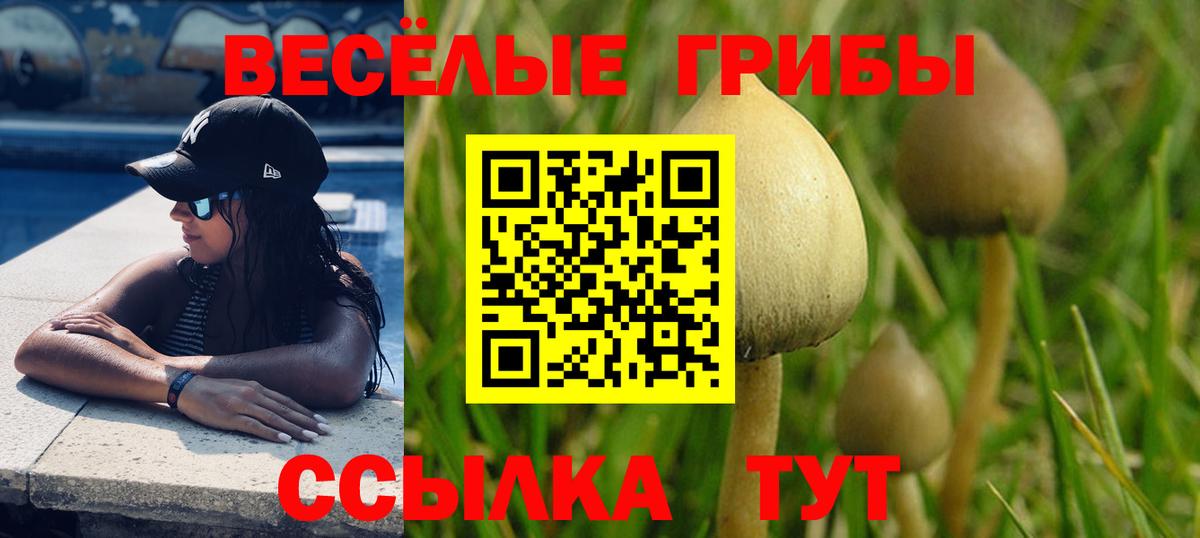 Псилоцибиновые грибы Psilocybine cubensis  Вход с VPN  купить наркотик  Киров  Галлюциногенные грибы GOLDEN TEACHER 